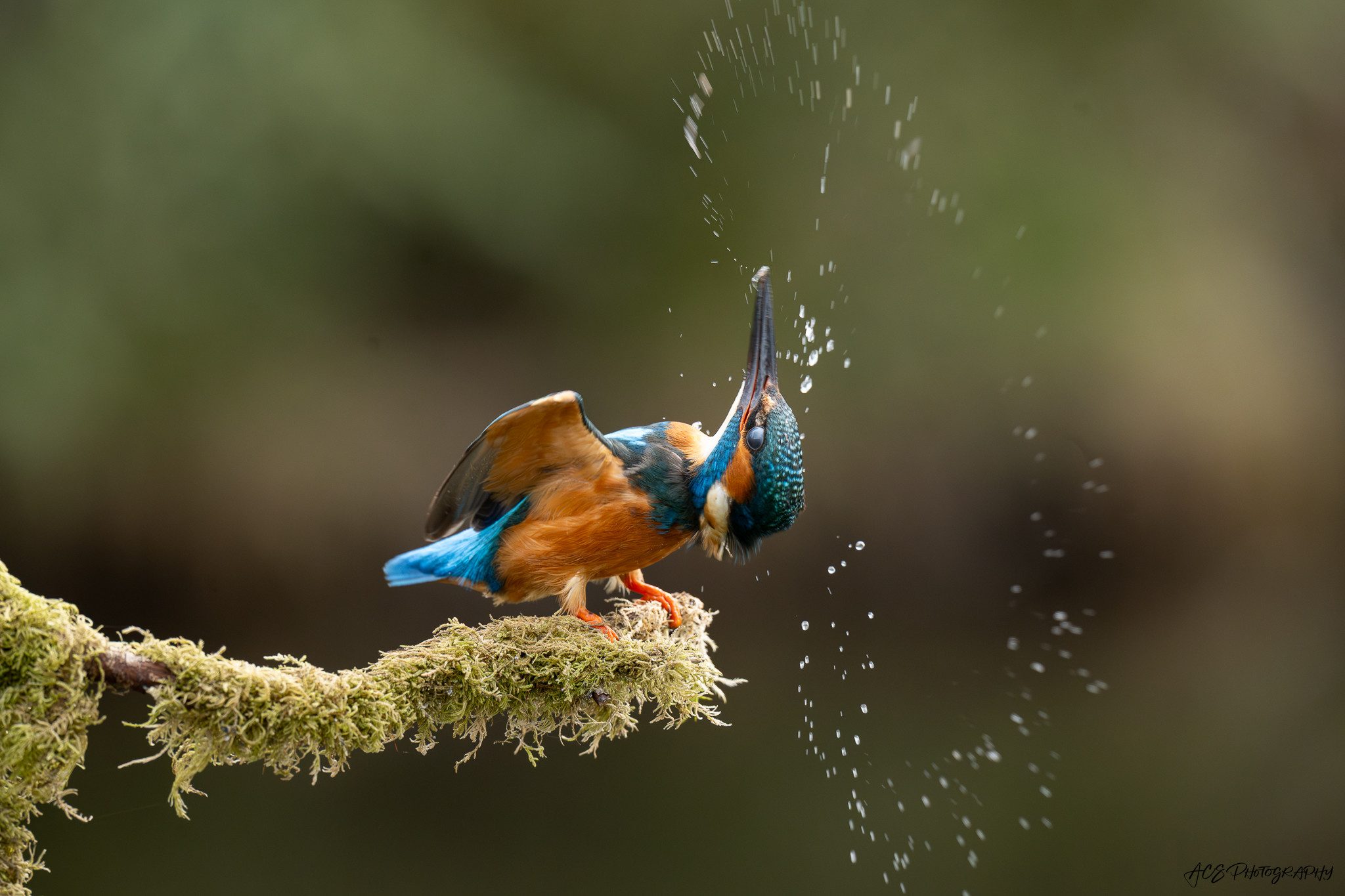 Kingfisher photography