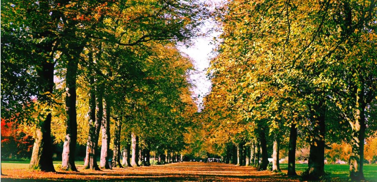 Forest path photography