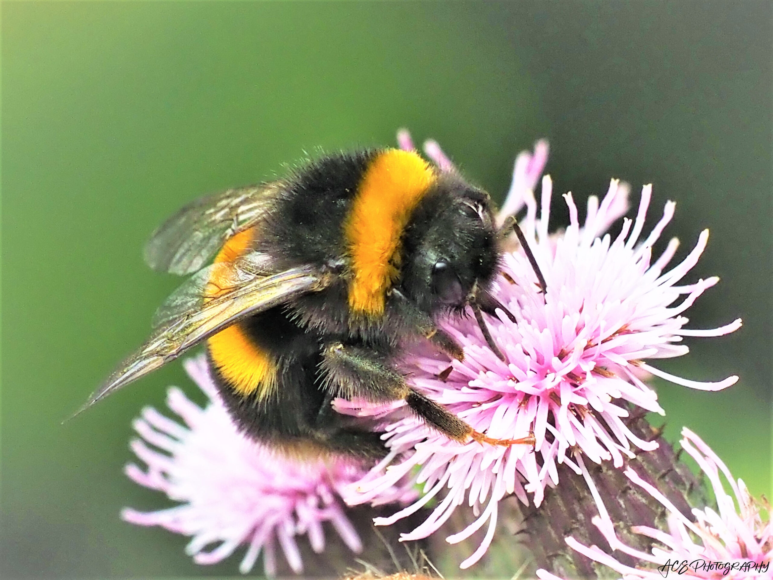 Bee nature photography