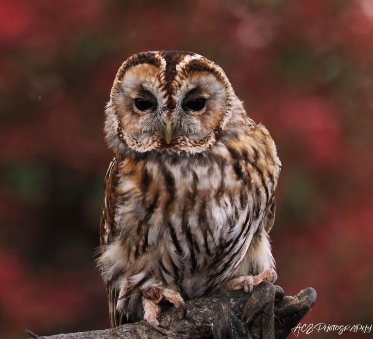 The wise old owl